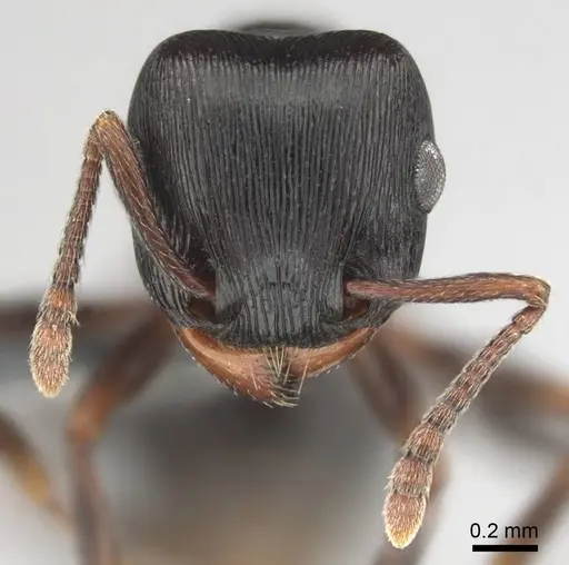 Tetramorium grandinode specimen CASENT0813930 image casent0813930_3