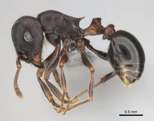 Tetramorium grandinode specimen CASENT0813930 image casent0813930_4
