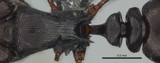 Tetramorium grandinode specimen CASENT0818846 image casent0818846_1