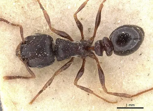 Tetramorium grandinode specimen CASENT0909135 image casent0909135_1