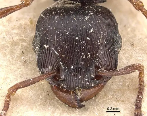 Tetramorium grandinode specimen CASENT0909135 image casent0909135_2