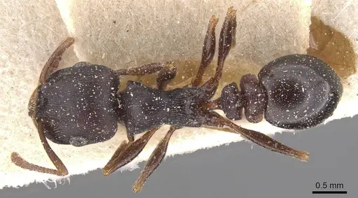 Tetramorium grandinode specimen CASENT0915017 image casent0915017_1