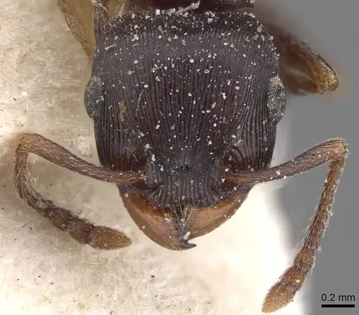 Tetramorium grandinode specimen CASENT0915017 image casent0915017_2