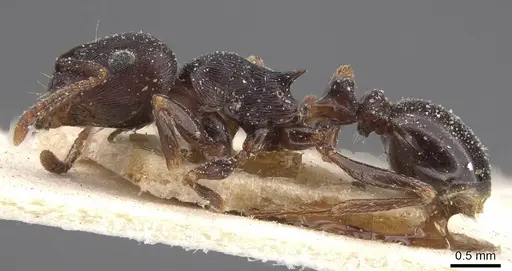 Tetramorium grandinode specimen CASENT0915017 image casent0915017_3