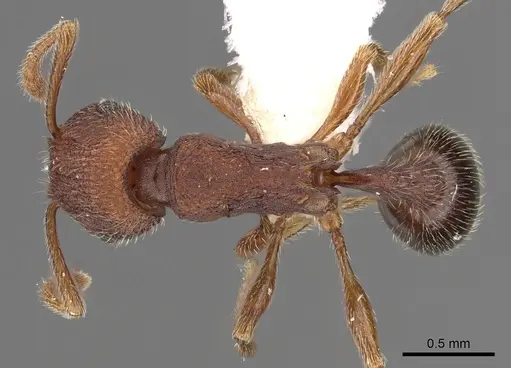 Tetramorium granulatum specimen CASENT0901204 image casent0901204_1