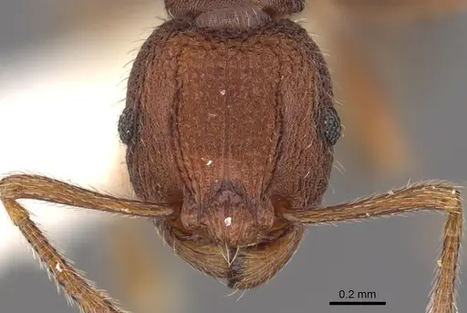Tetramorium granulatum specimen CASENT0901204 image casent0901204_2