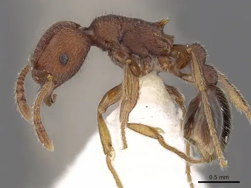 Tetramorium granulatum specimen CASENT0901204 image casent0901204_3