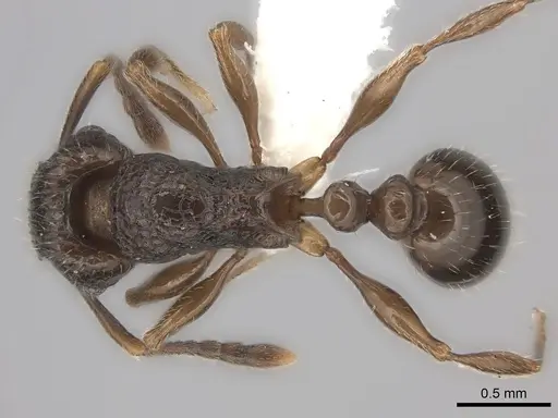 Tetramorium grassii specimen CASENT0100805 image casent0100805_1