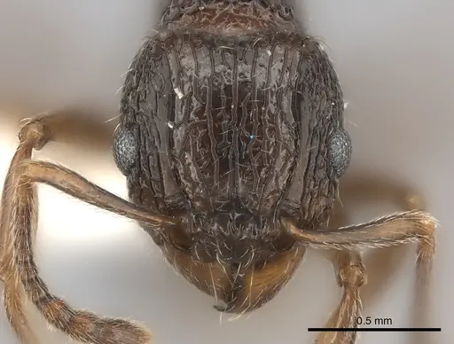 Tetramorium grassii specimen CASENT0100805 image casent0100805_2