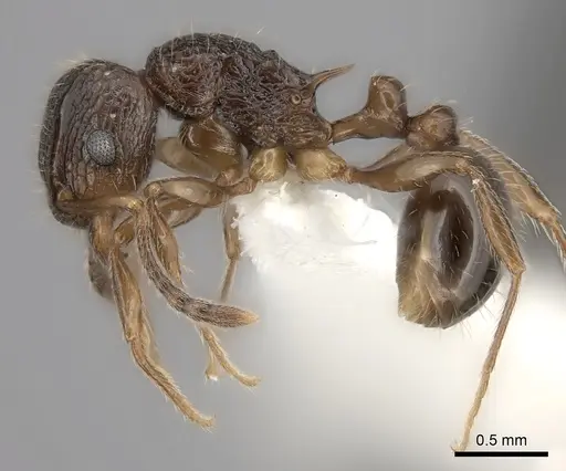 Tetramorium grassii specimen CASENT0100805 image casent0100805_3