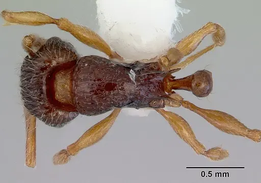 Tetramorium grassii specimen CASENT0172365 image casent0172365_1