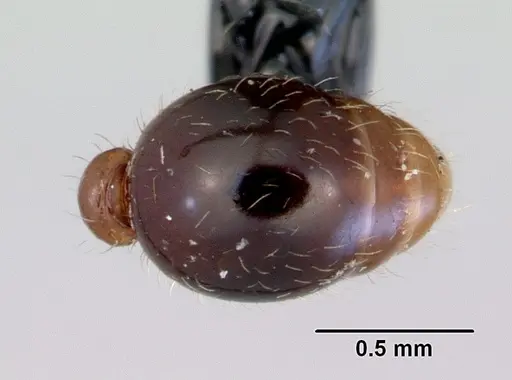Tetramorium grassii specimen CASENT0172365 image casent0172365_2