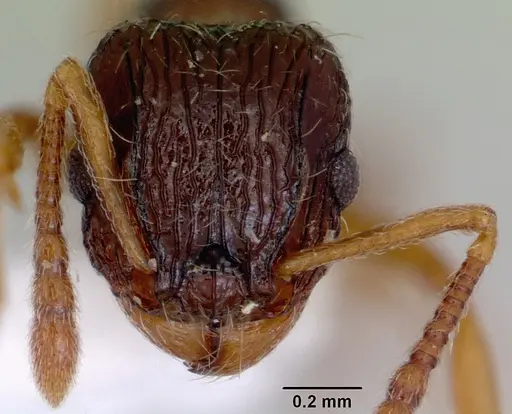 Tetramorium grassii specimen CASENT0172365 image casent0172365_3