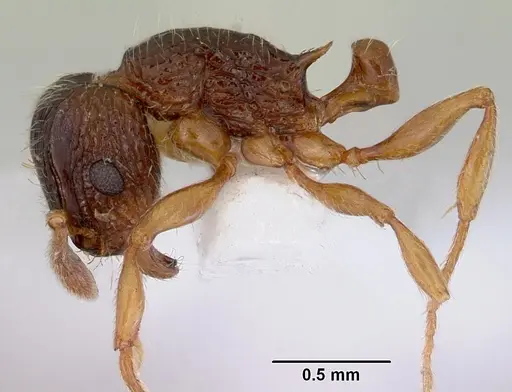 Tetramorium grassii specimen CASENT0172365 image casent0172365_4