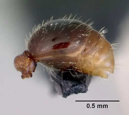 Tetramorium grassii specimen CASENT0172365 image casent0172365_5