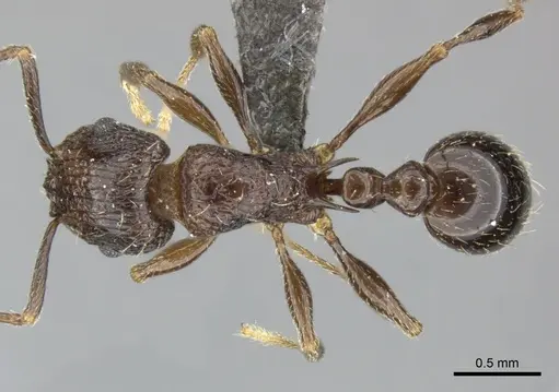 Tetramorium grassii specimen CASENT0249009 image casent0249009_1