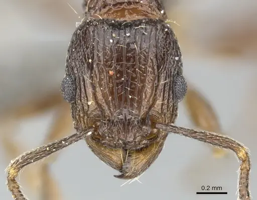 Tetramorium grassii specimen CASENT0249009 image casent0249009_2