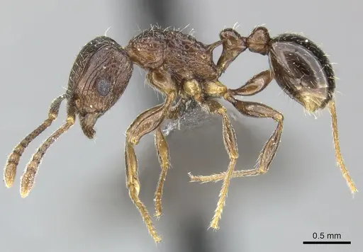 Tetramorium grassii specimen CASENT0249009 image casent0249009_3