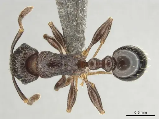 Tetramorium grassii specimen CASENT0253014 image casent0253014_1