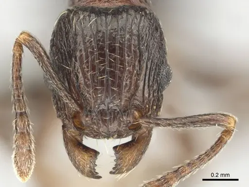 Tetramorium grassii specimen CASENT0253014 image casent0253014_2