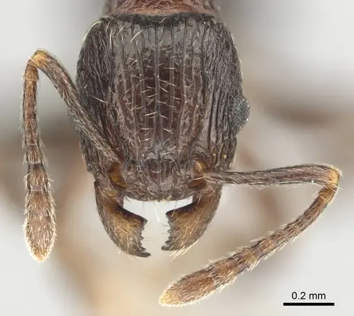 Tetramorium grassii specimen CASENT0253014 image casent0253014_3