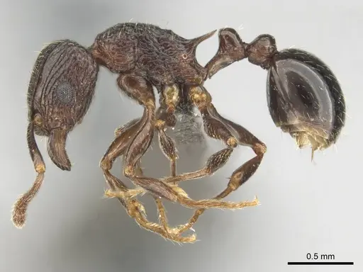 Tetramorium grassii specimen CASENT0253014 image casent0253014_4