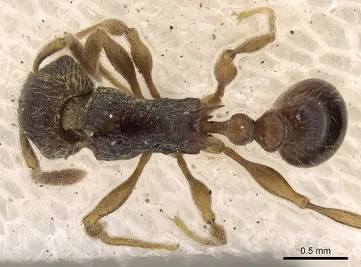 Tetramorium grassii specimen CASENT0901183 image casent0901183_1