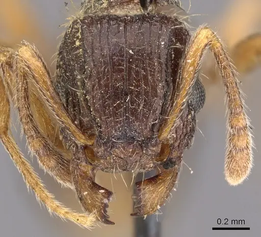 Tetramorium grassii specimen CASENT0901183 image casent0901183_2