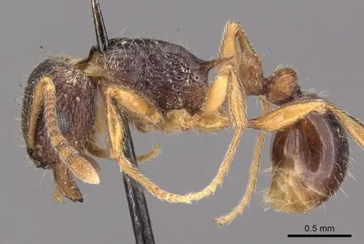 Tetramorium grassii specimen CASENT0901183 image casent0901183_3