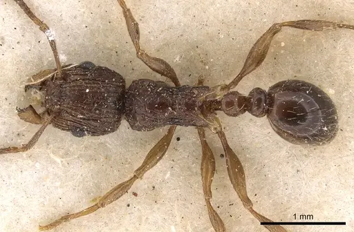 Tetramorium grassii specimen CASENT0901184 image casent0901184_1