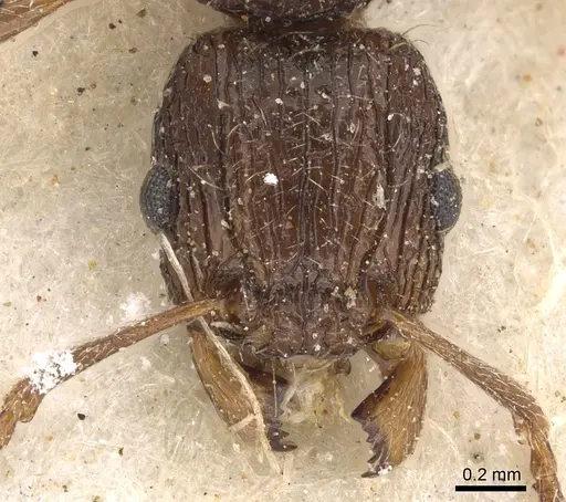 Tetramorium grassii specimen CASENT0901184 image casent0901184_2