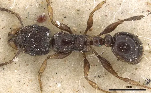 Tetramorium grassii specimen CASENT0901185 image casent0901185_1