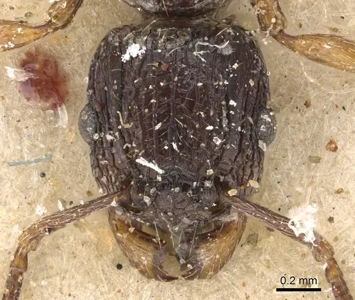 Tetramorium grassii specimen CASENT0901185 image casent0901185_2