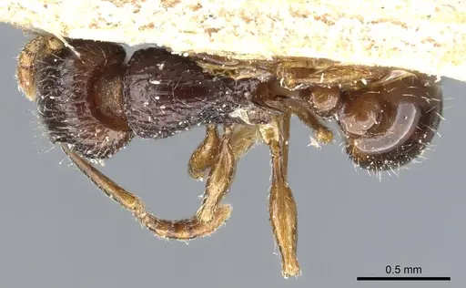Tetramorium grassii specimen CASENT0904843 image casent0904843_1