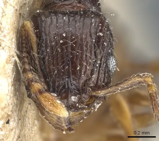 Tetramorium grassii specimen CASENT0904843 image casent0904843_2