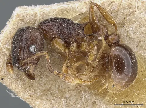 Tetramorium grassii specimen CASENT0904843 image casent0904843_3