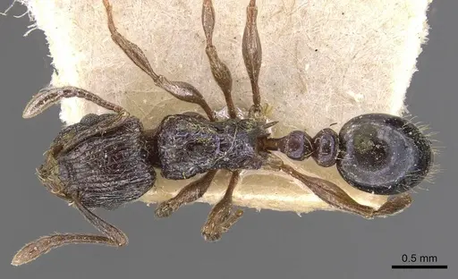 Tetramorium grassii specimen CASENT0909137 image casent0909137_1