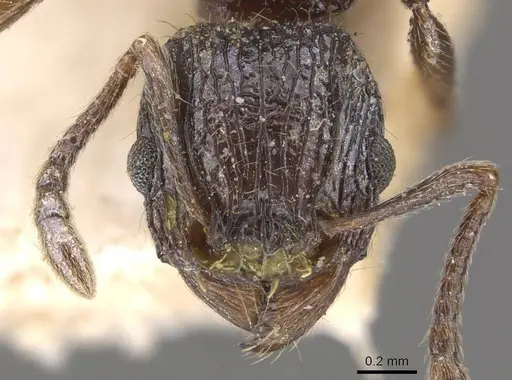 Tetramorium grassii specimen CASENT0909137 image casent0909137_2
