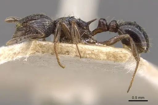 Tetramorium grassii specimen CASENT0909137 image casent0909137_3