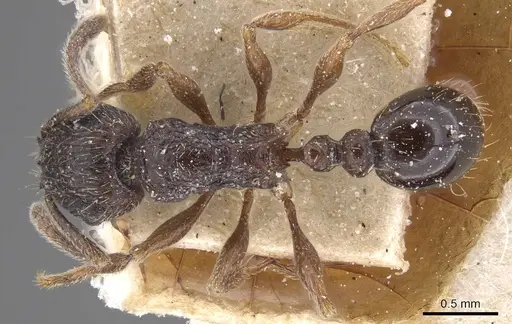 Tetramorium grassii specimen CASENT0915018 image casent0915018_1