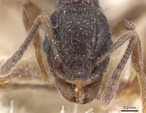Tetramorium grassii specimen CASENT0915018 image casent0915018_2