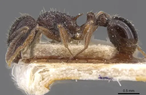 Tetramorium grassii specimen CASENT0915018 image casent0915018_3