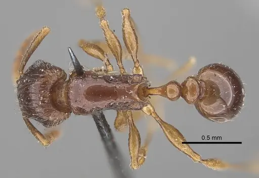 Tetramorium grassii specimen CASENT0919649 image casent0919649_1