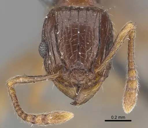 Tetramorium grassii specimen CASENT0919649 image casent0919649_2
