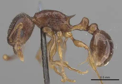 Tetramorium grassii specimen CASENT0919649 image casent0919649_3