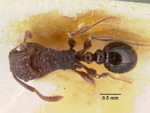 Tetramorium guineense specimen CASENT0101479 image casent0101479_1