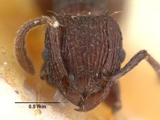 Tetramorium guineense specimen CASENT0101479 image casent0101479_2
