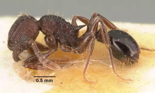Tetramorium guineense specimen CASENT0101479 image casent0101479_3