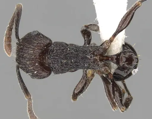 Tetramorium guineense specimen CASENT0175470 image casent0175470_1