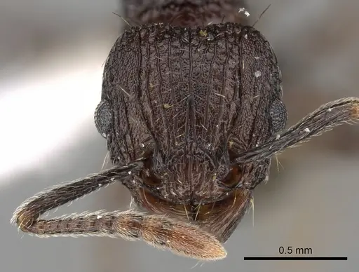 Tetramorium guineense specimen CASENT0175470 image casent0175470_2